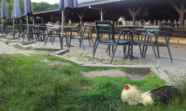 Amsterdamse bos (Amsterdam ormanı) parkında çocuklar çiftliği