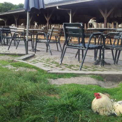 Amsterdamse bos (Amsterdam ormanı) parkında çocuklar çiftliği